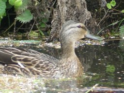 Enten Familie